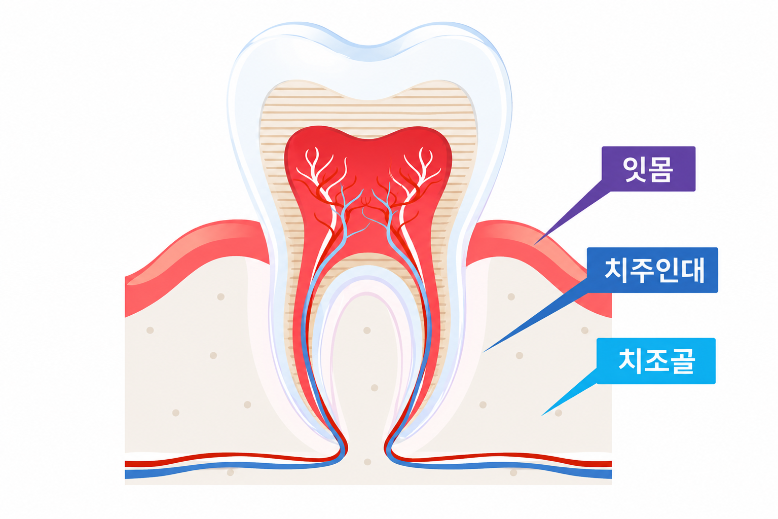 잇몸이 무너지기 전에, 치주치료는 왜 ‘타이밍’이 중요한가